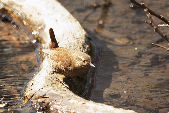 Winter Wren, Central Park