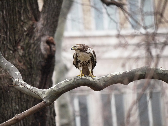Young Red-Tailed Hawk, Columbus Avenue