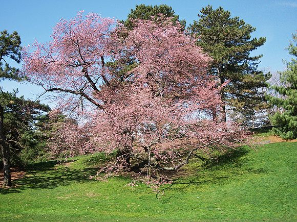 NY Botanical Garden