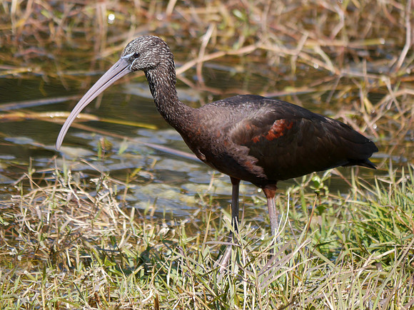 Glossy Ibis, Green Cay