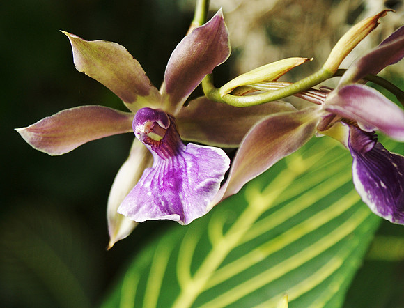 Bollopetalum