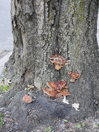 Tree fungus, Riverdale