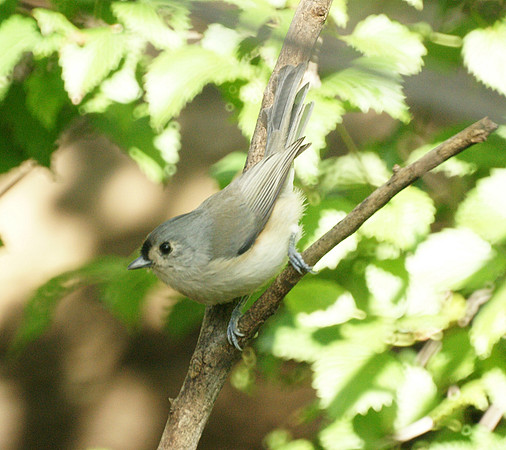 Tufted Titmouse, Central Park