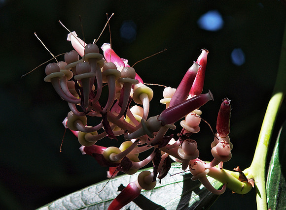 Cavendishia still life