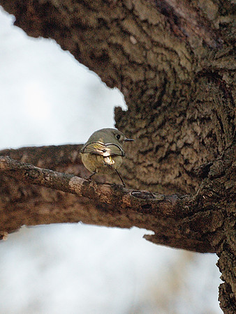 Golden-Crowned Kinglet, Central Park