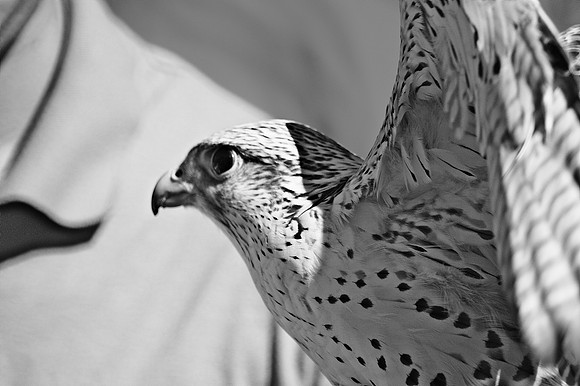 Gyrfalcon