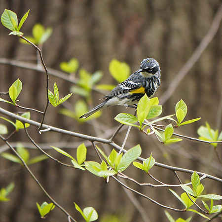 Yellow-Rumped Warbler, Central Park