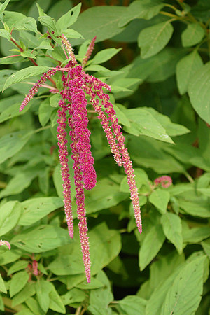 Amaranth, Brooklyn Botanic Garden