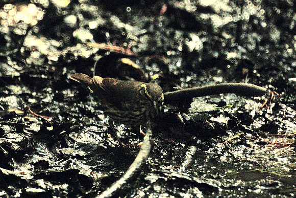 camouflage