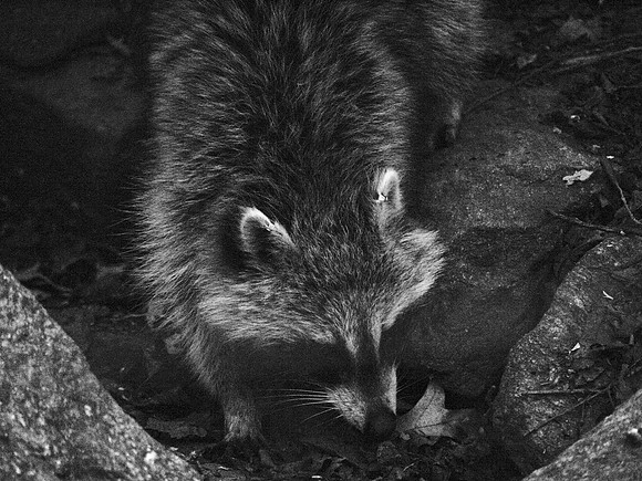 Raccoon, Central Park