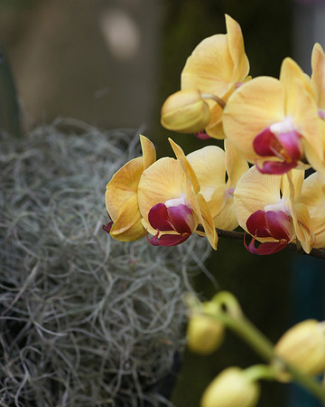 Doritaenopsis Sin-Yuan 'Golden Beauty'