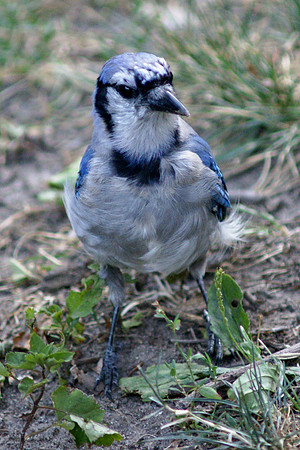 Blue Jay, Central Park
