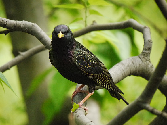 Starling