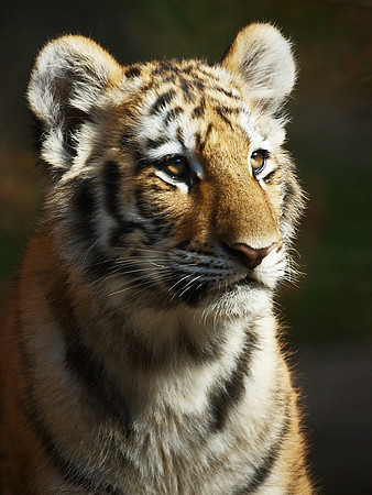 Malaysian Tiger cub