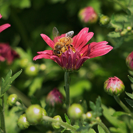 Bee at Work, Conservancy Garden