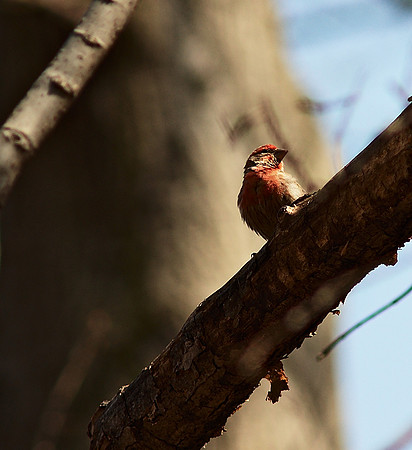 House Finch