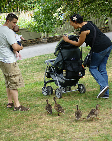 Exit, pursued by ducklings
