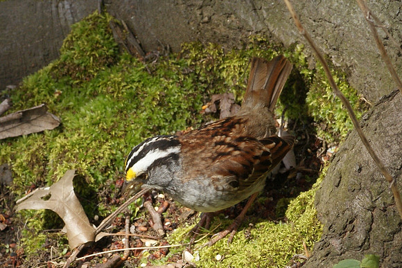 White-Throated Sparrow