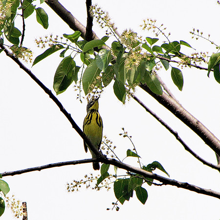 Magnolia Warbler, Central Park