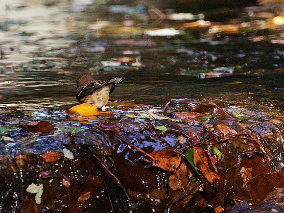 Yellow-Rumped Warbler?