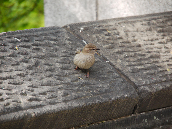 Sparrow, Central Park Conservancy Garden