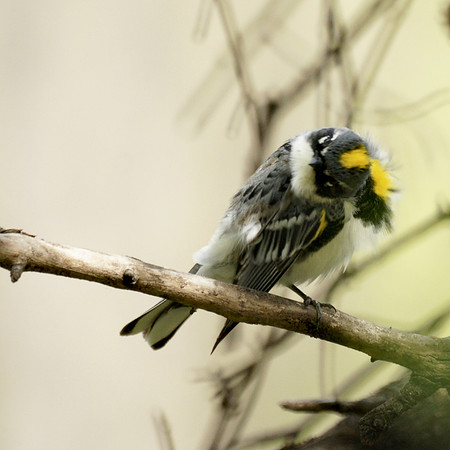 Yellow-Rumped Warbler, NY Botanical Garden