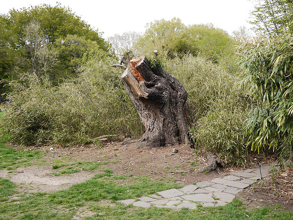 At the Brooklyn Botanic Garden