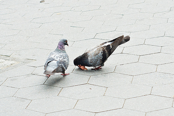 carnivore pigeons