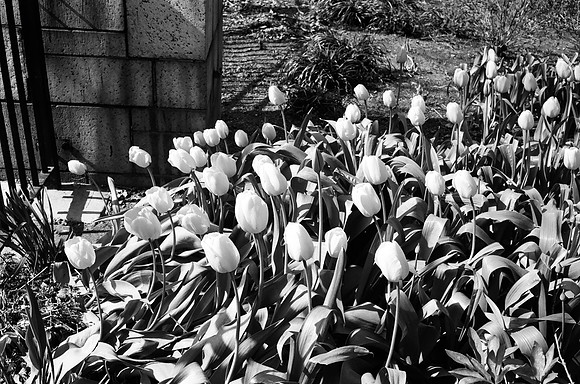 Tulips, Theodore Roosevelt Park