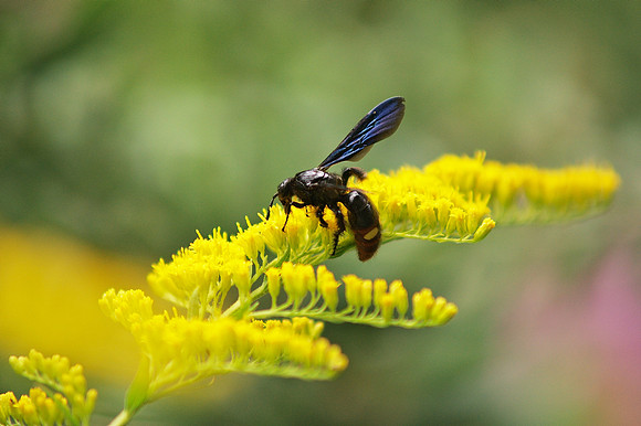 Wasp and Goldenrod