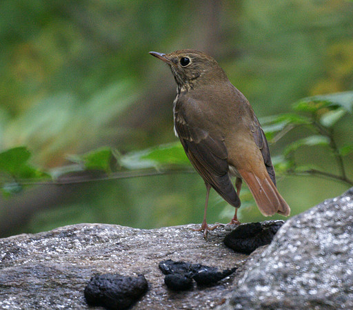 Hermit Thrush striking a pose