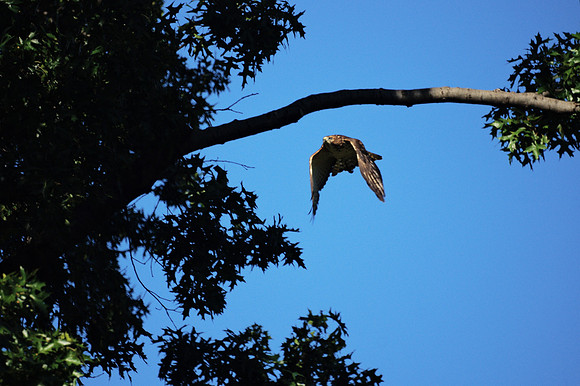Broad-Winged Hawk, Central Park
