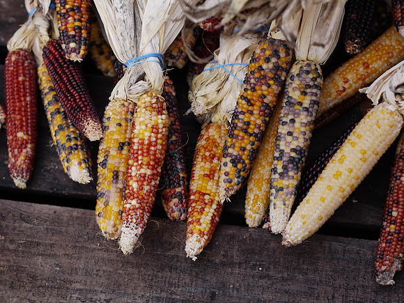 Indian Corn, Union Square Greenmarket