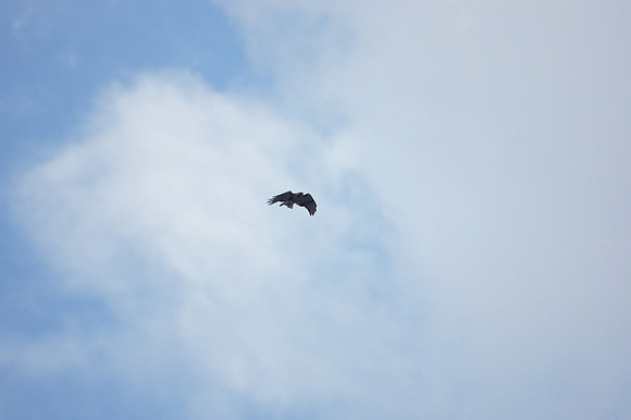 Pale Male over Fifth Avenue