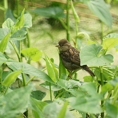 Sparrow