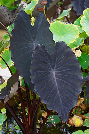 Big leaves