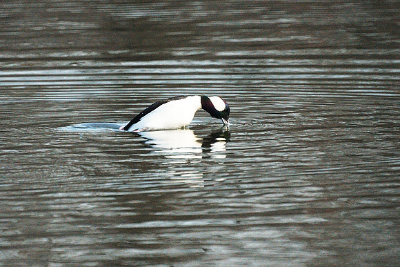 Diving Bufflehead