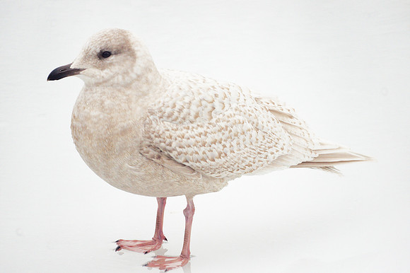 Iceland Gull, Central Park Lake