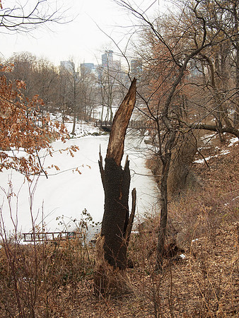Central Park Lake