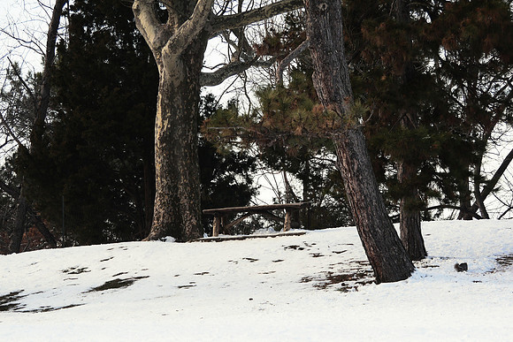 Cedar Hill, Central Park