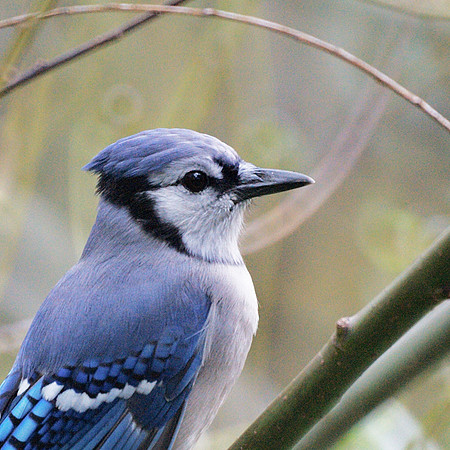 Blue Jay
