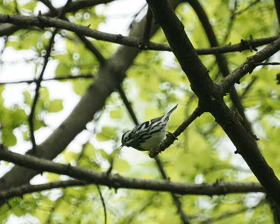 Black and White Warbler, Central Park