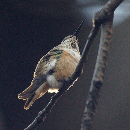 Rufous Hummingbird