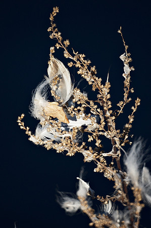 Reed and feathers, Central Park Reservoir