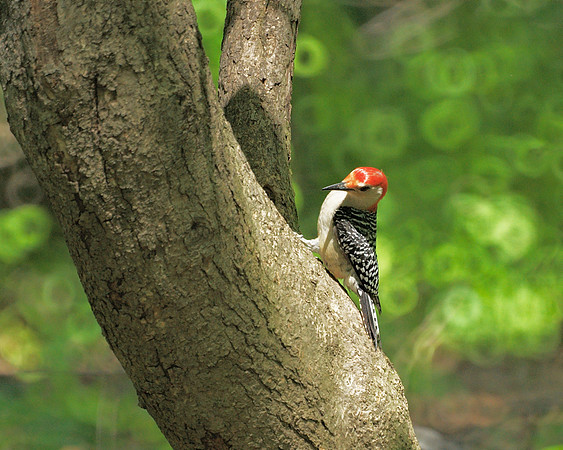 Red-Bellied Woodpecker