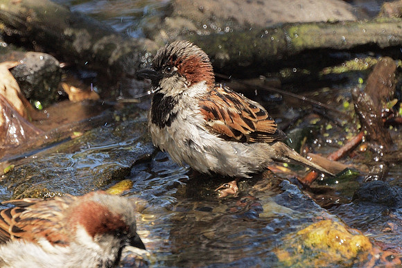 Sparrow bathing, NY Botanical Garden