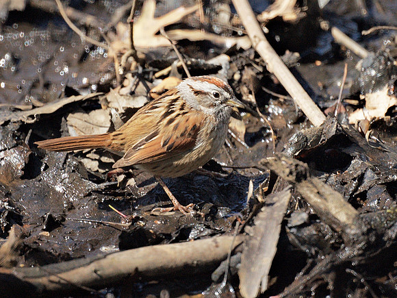 Swamp Sparrow, Central Park