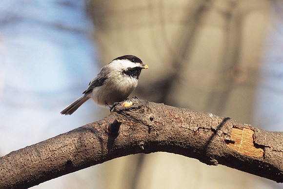 Black-Capped Chickadee, Central Park