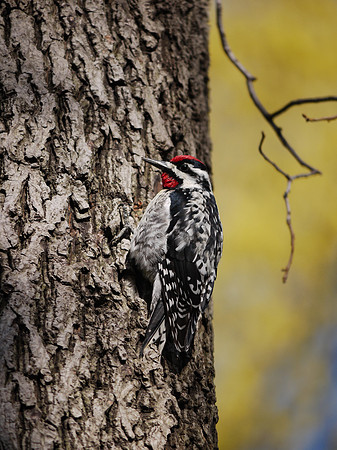 Very handsome sapsucker
