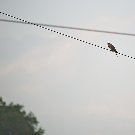 Mourning Dove, Traveler Food&Books
